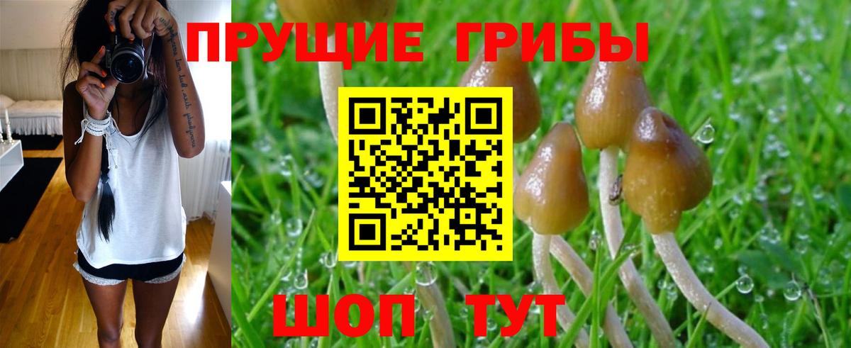 Галлюциногенные грибы Cubensis  Вход с VPN  Псилоцибиновые грибы прущие грибы  Тулун 